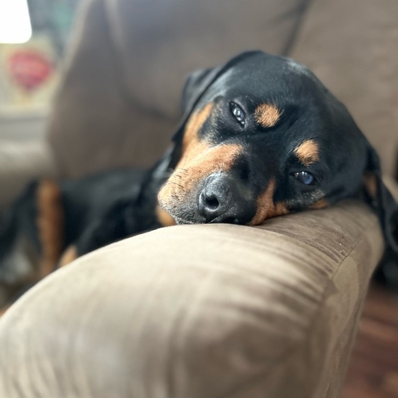 LIKE FOR LIVE 
TAG AND SHARE!! 
🫶🏻💚❤️🐾⚕️🇺🇸🧠🦴🩻 - Picture 10 of 16